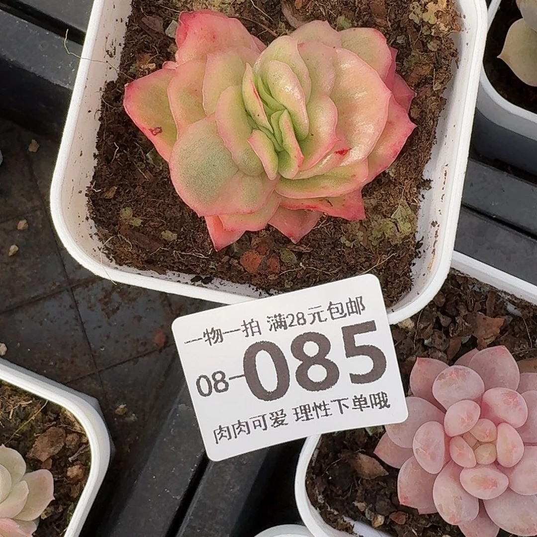 冰玫瑰无盆土发货无