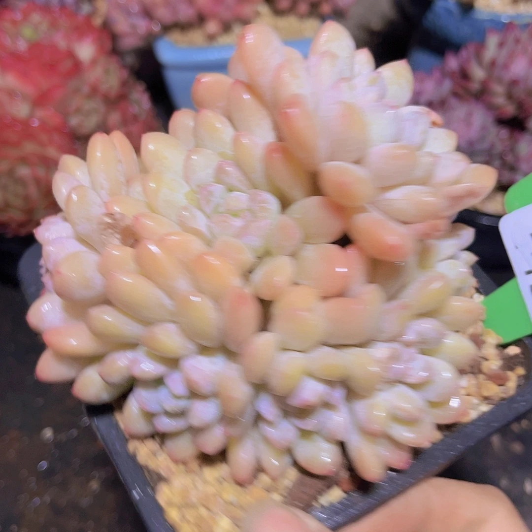 4645白桃美人多肉植物