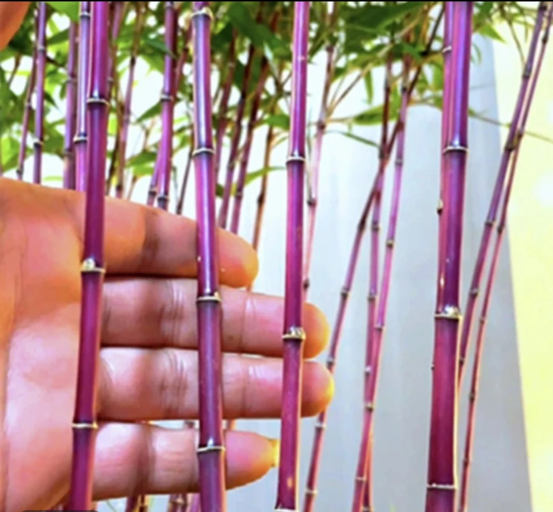 观音竹盆栽竹子一物一拍盆栽