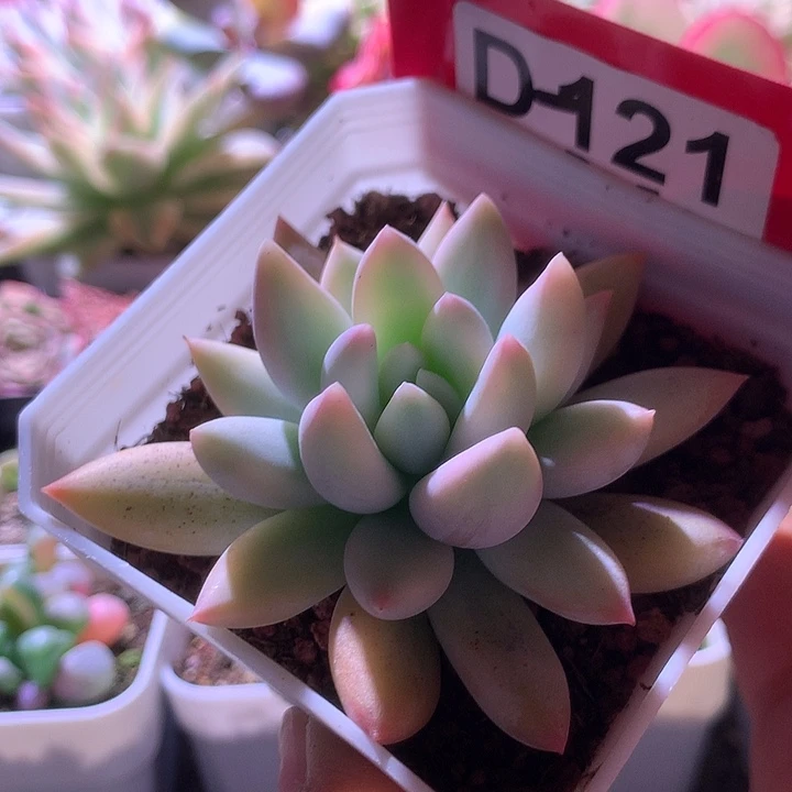 所罗门巨人覆轮锦有根