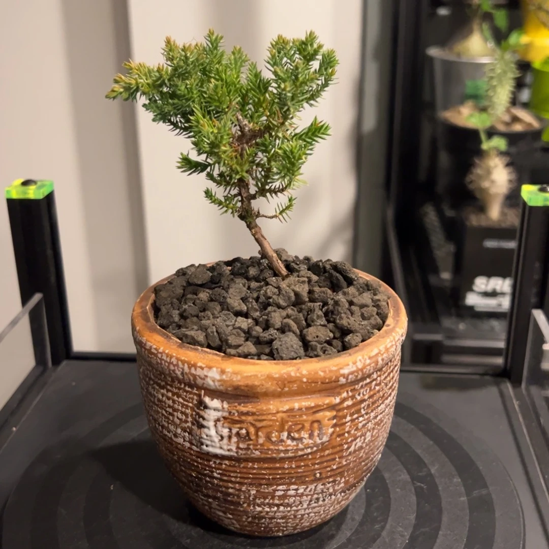 A22潮流植物微景观