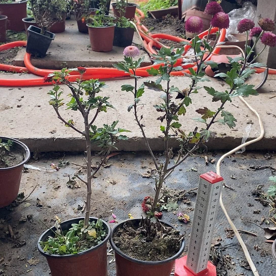 凤***舞完全开放菊花菊花