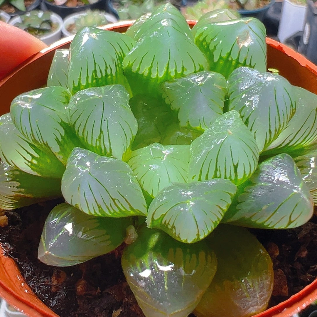 红盆大头玉露多肉多肉