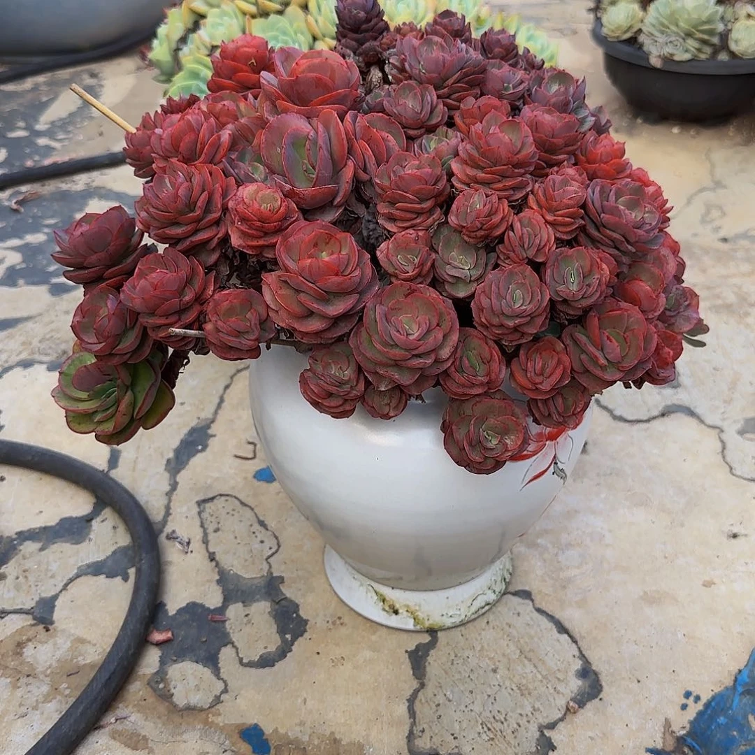 一**顺多肉植物秀妍