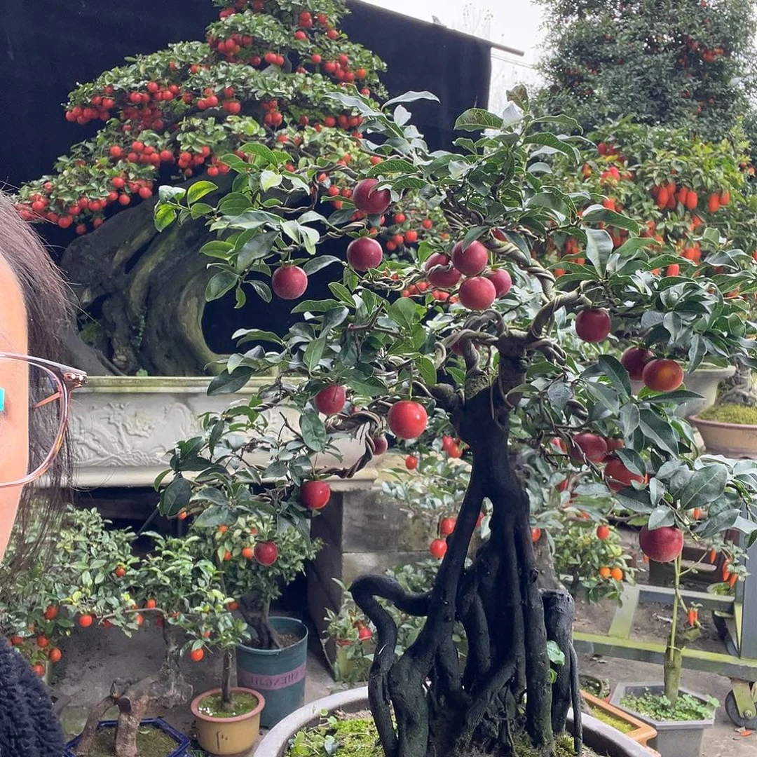 金弹子盆景喜欢的来