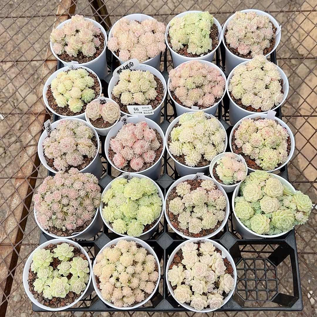 1224-66(打包21颗）乘风小哥专拍