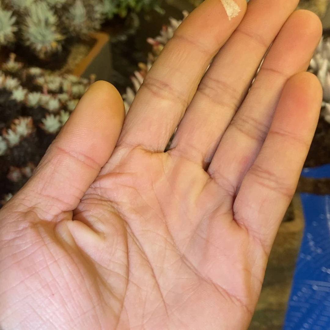 专拍多肉植物啦啦啦