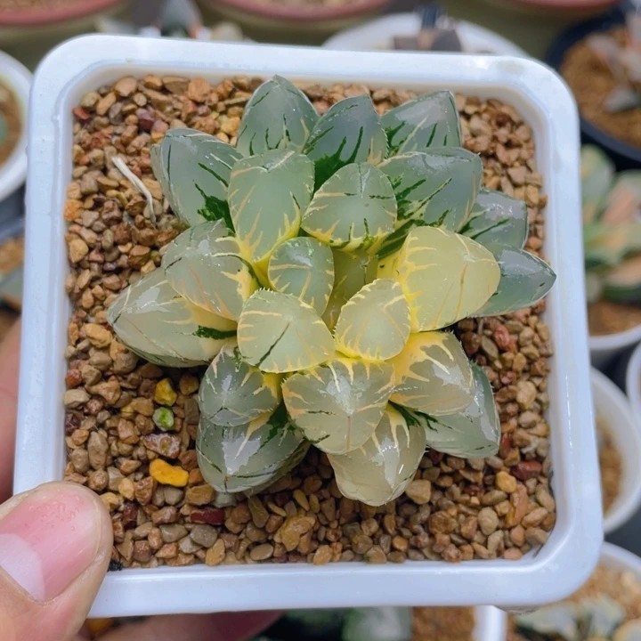 oh玉露锦母本十二卷