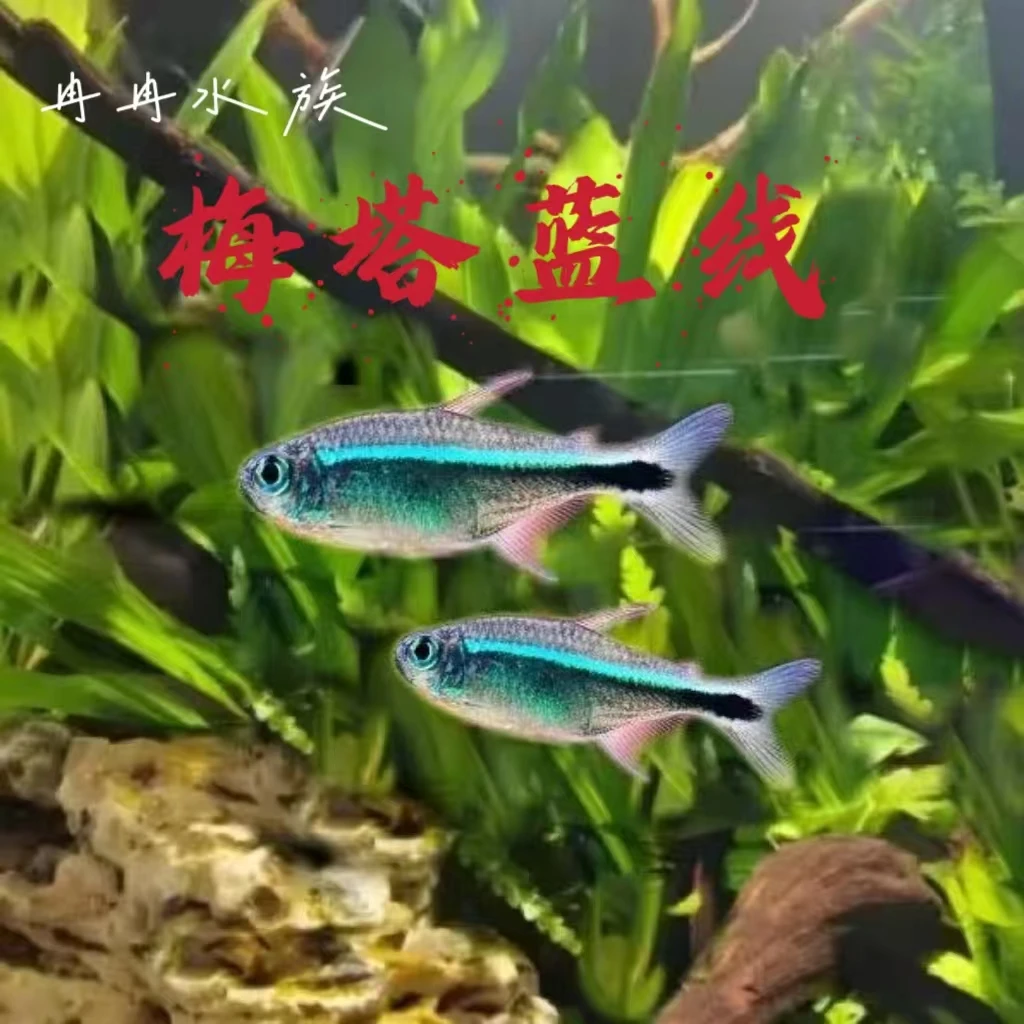 灯科鱼 梅塔蓝线  哥伦比亚梅塔