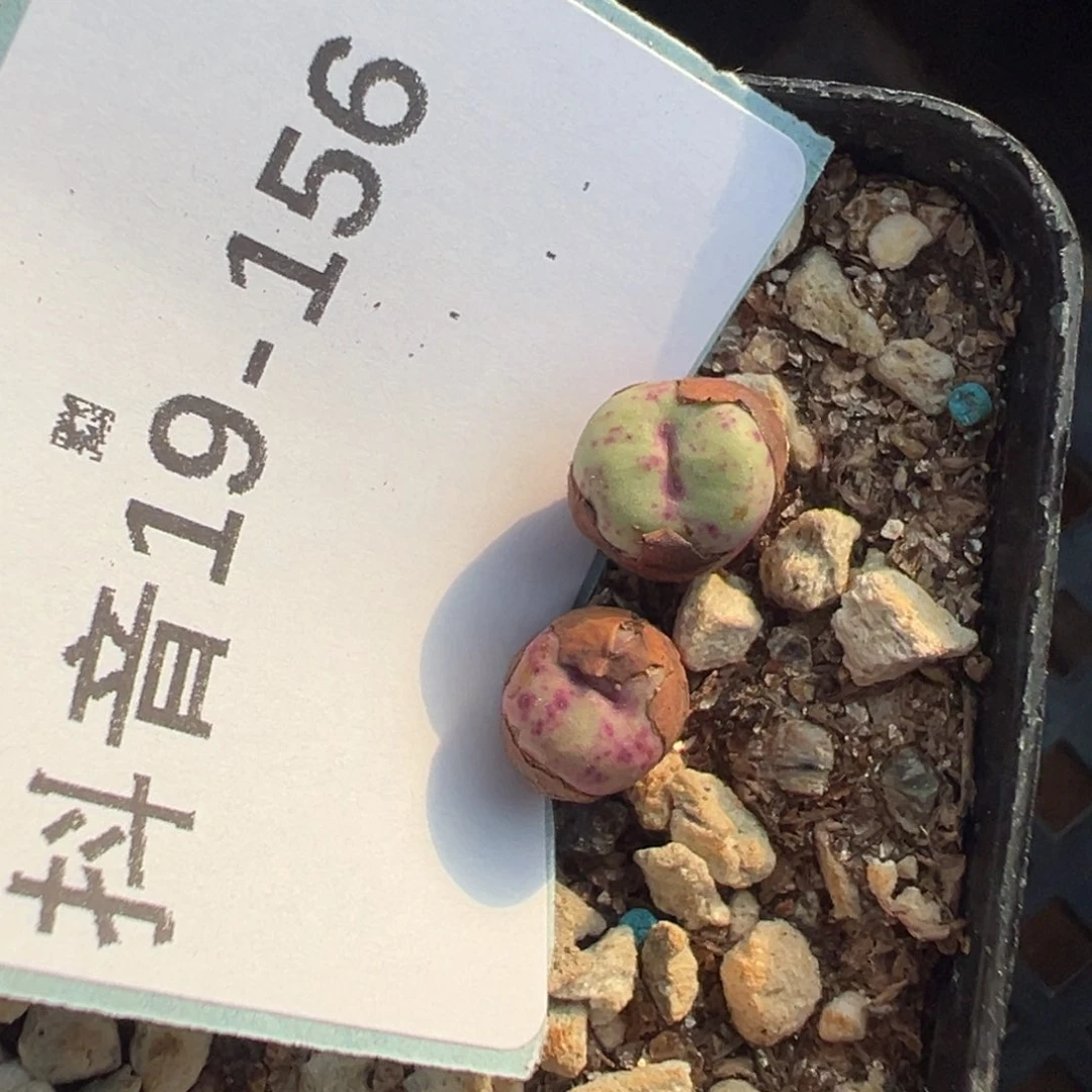 19-156肉锥多肉植物