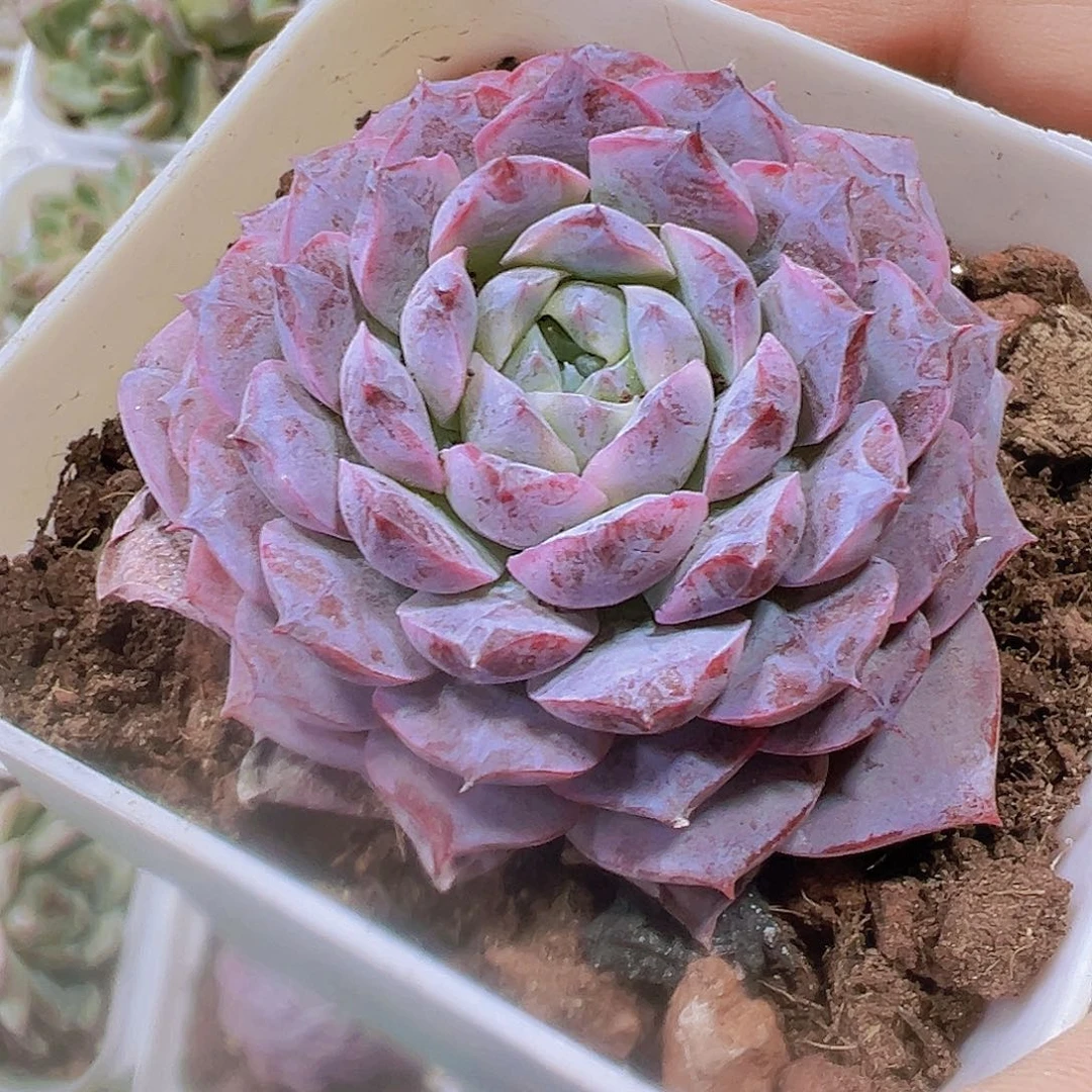 宝塔恩宠19包邮多肉植物