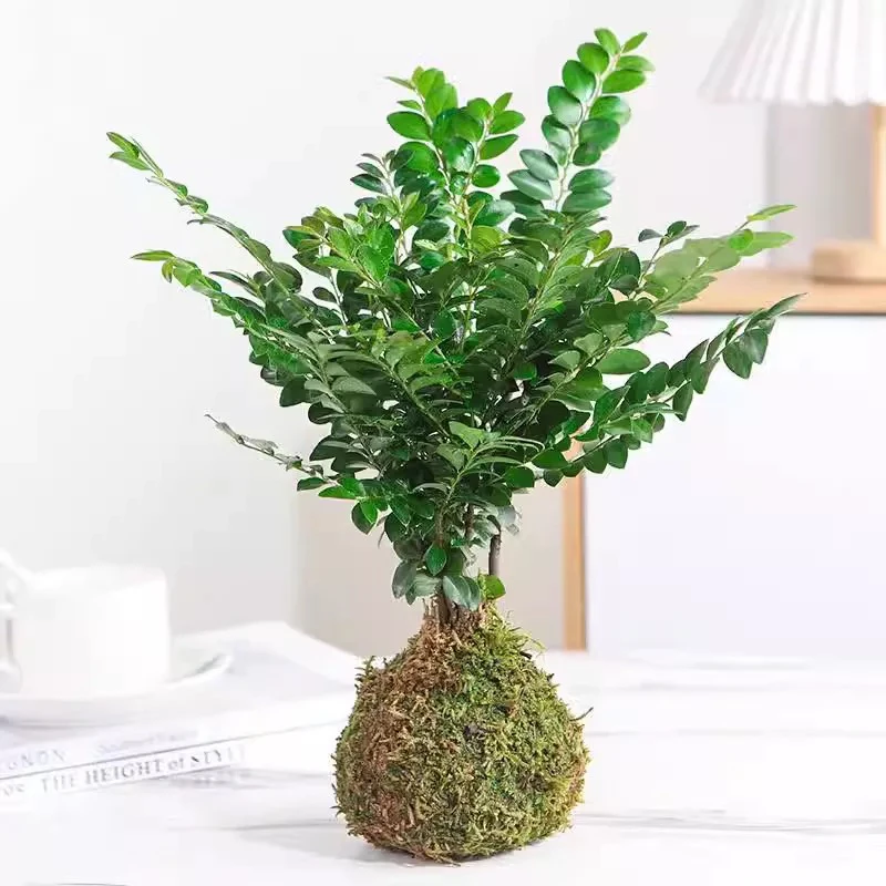 水培植物苔藓球小叶紫檀盆景室内水养绿植净化空气吸甲醛常绿盆栽