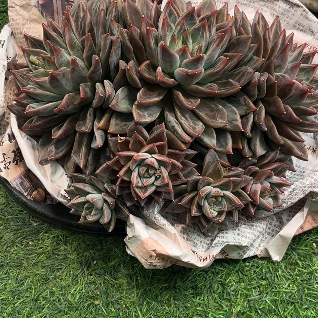 红陶专*铃专属玲姐杂交