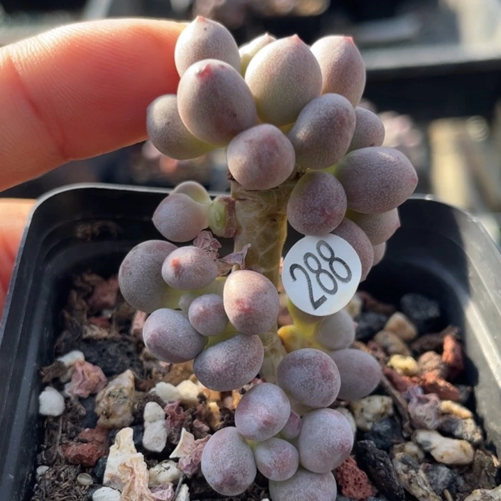仙子奶酪绿体多肉植物