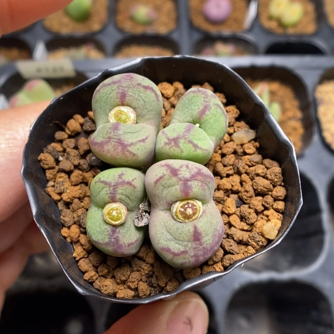 多肉植物肉锥杂交K-4726