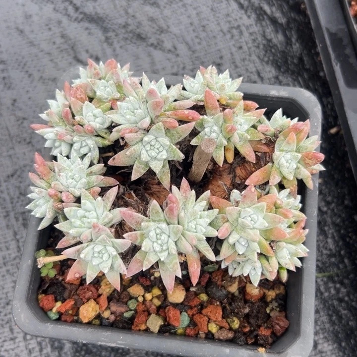 白菊仙女杯～一物一拍175