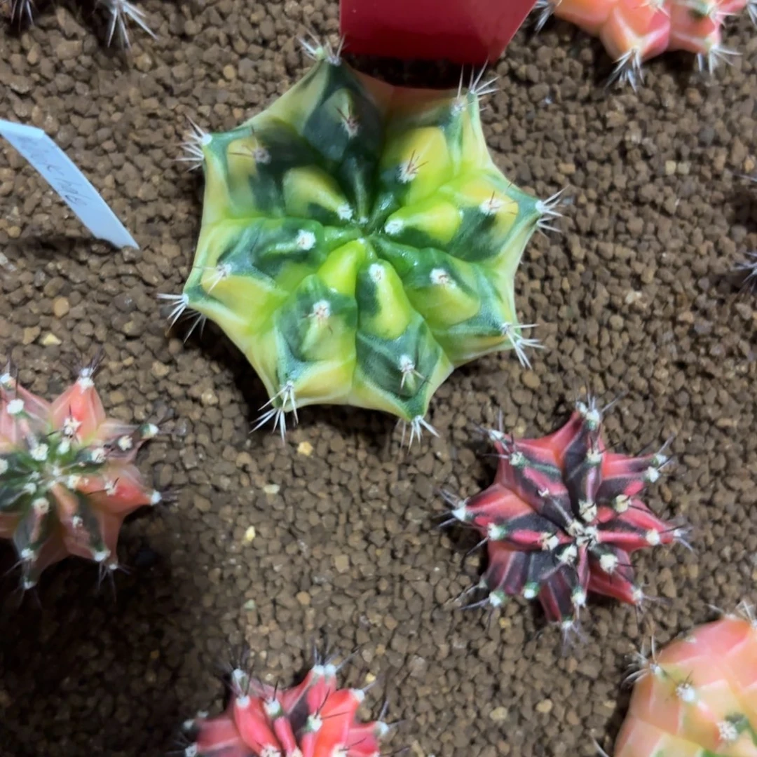 49-0101泰国发货多肉