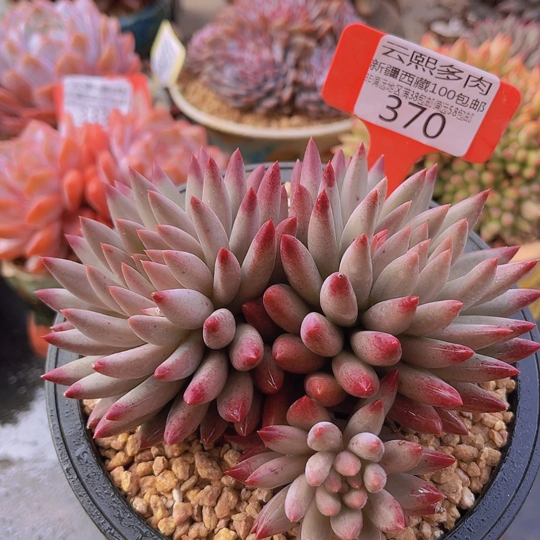 370虞美人多肉植物