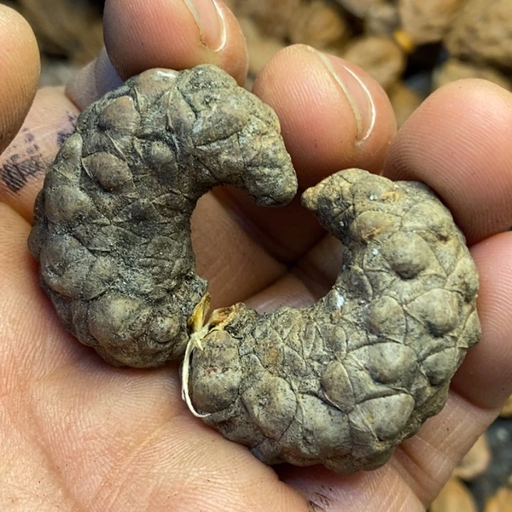 涛***桃核吊坠娜姐真的116