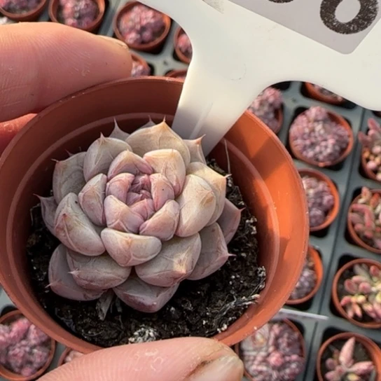 56号一物一拍多肉