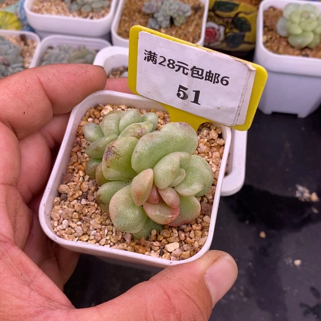 胖****651冰玉石化锦多肉……