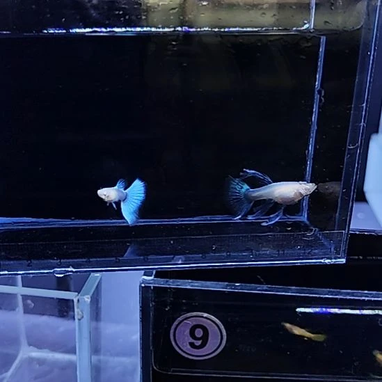 孔雀鱼24蓝白绣球一对