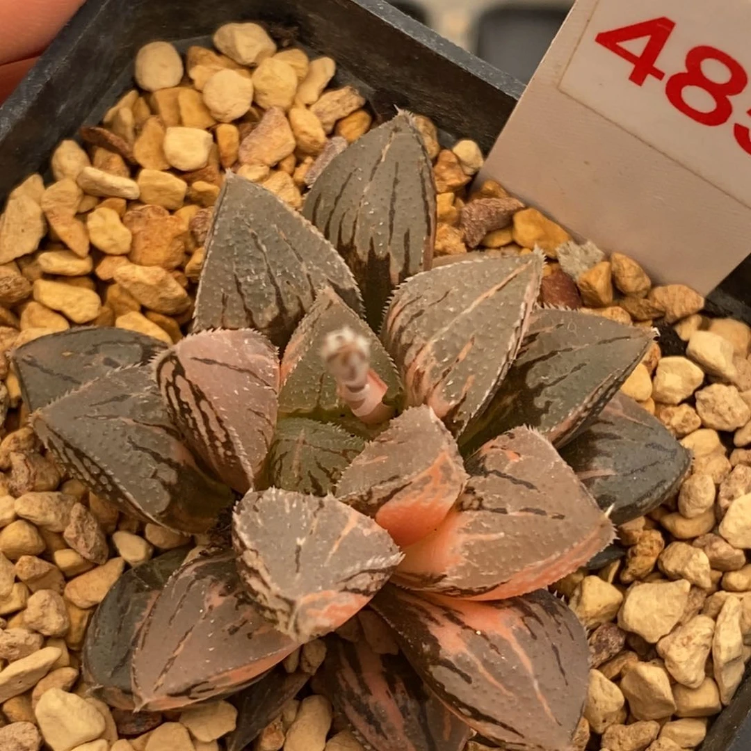 485冰砂糖寿多肉植物