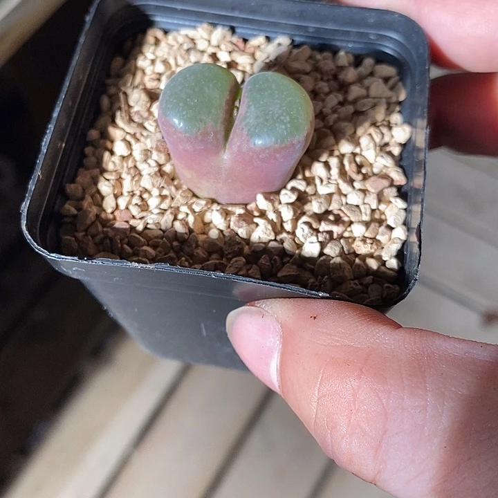 23359。  大 绿焰。
