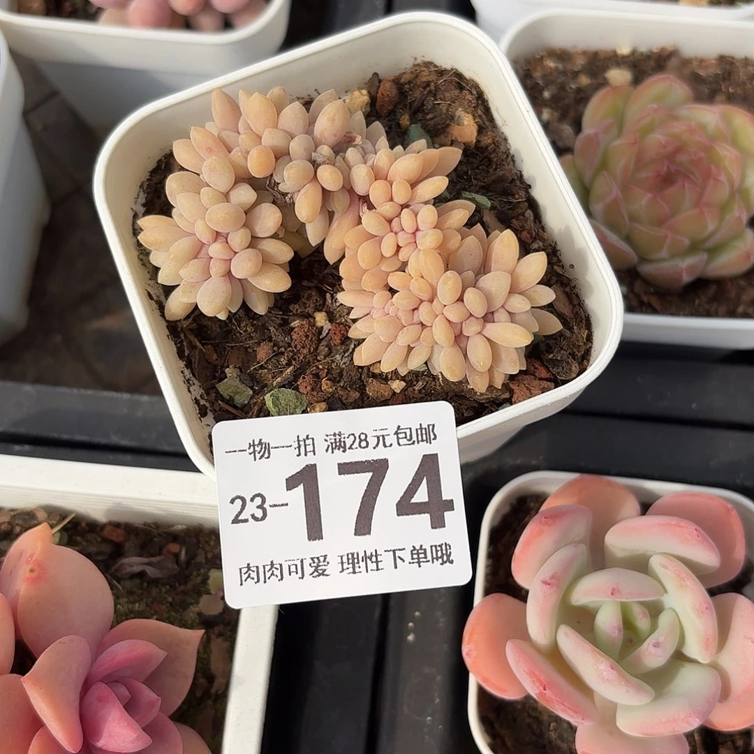 醉美人缀无盆土发货无