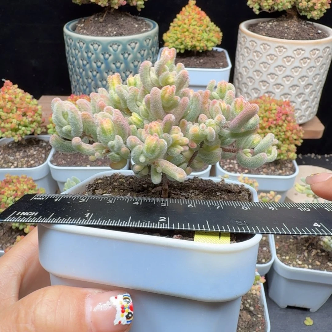 a34号橙叶锦冠服9