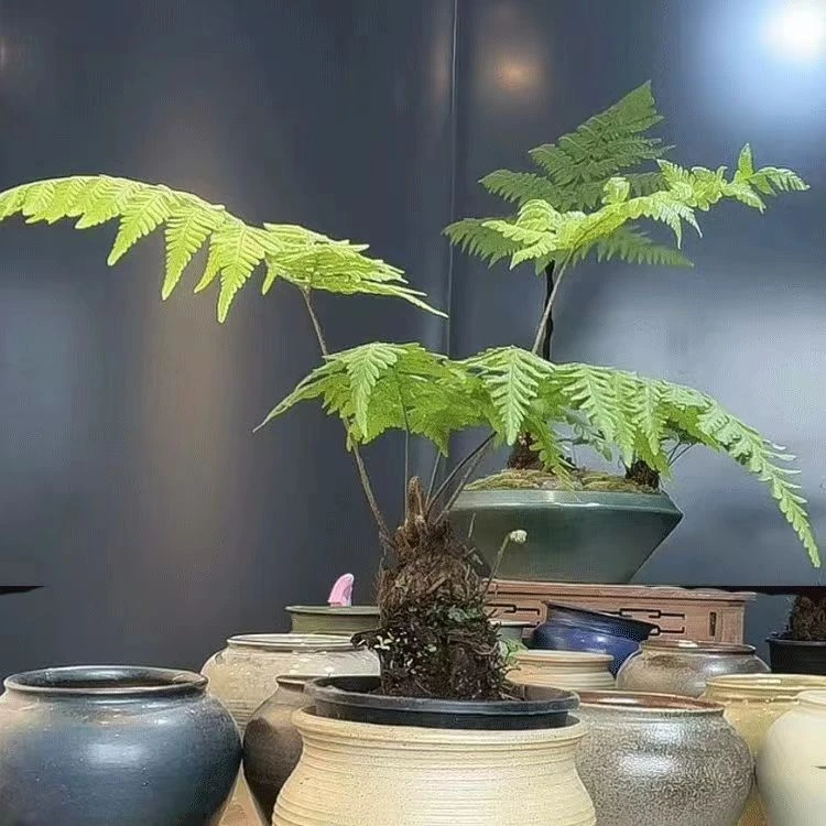 精品蕨类桩百年老桩