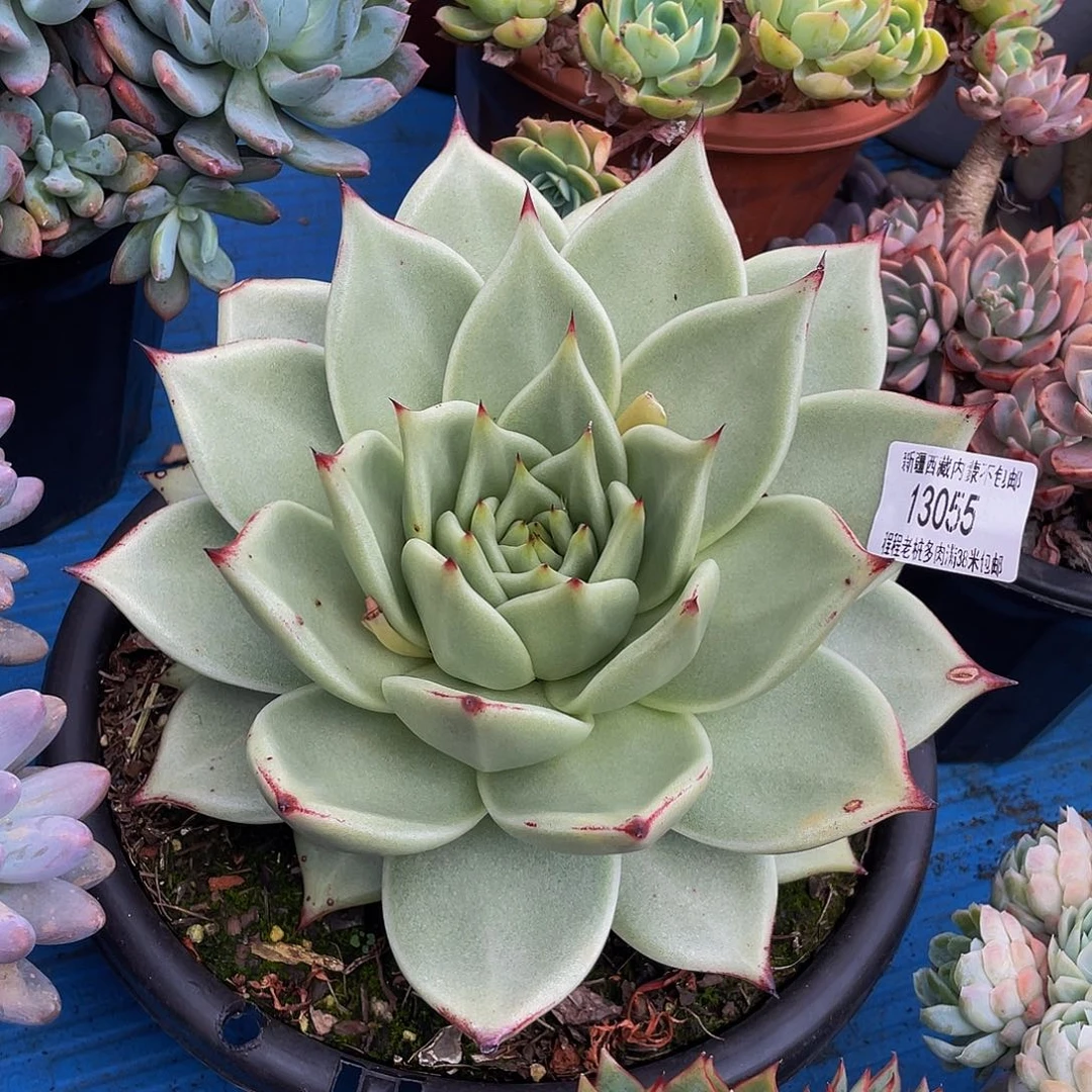 九**莉美宽13055多肉