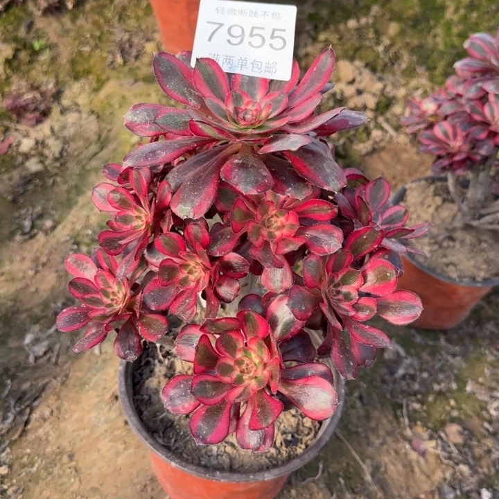 7955香奈儿多肉植物