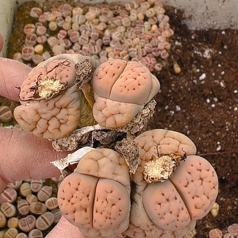 20154团团圆圆呀