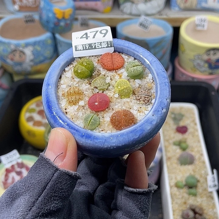 大舅生石花肉锥多肉479