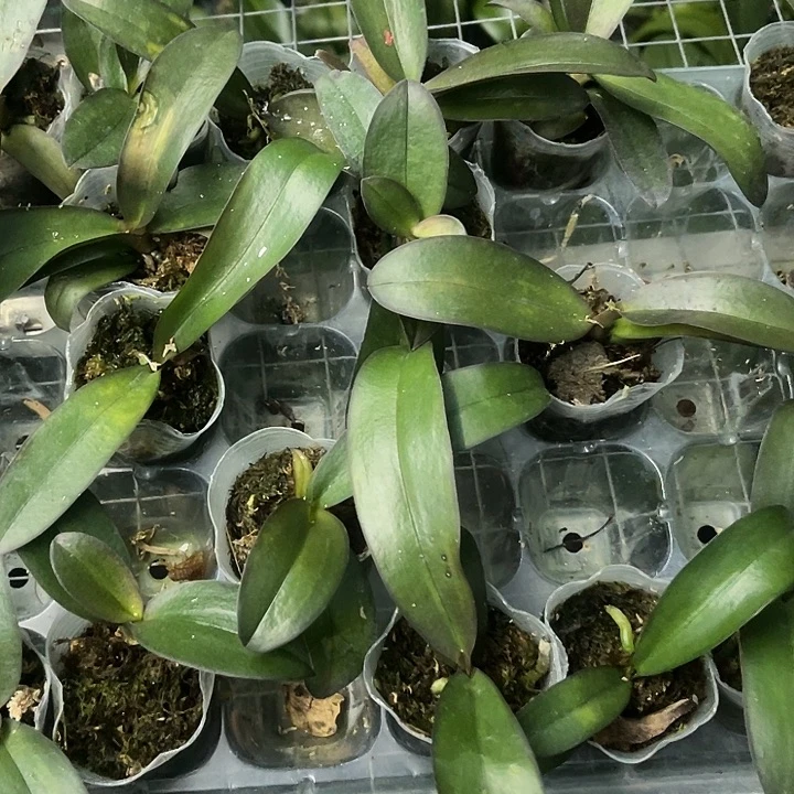 当前无花栽培后可以开花佛陀宝藏1.7黄瓣瑕疵