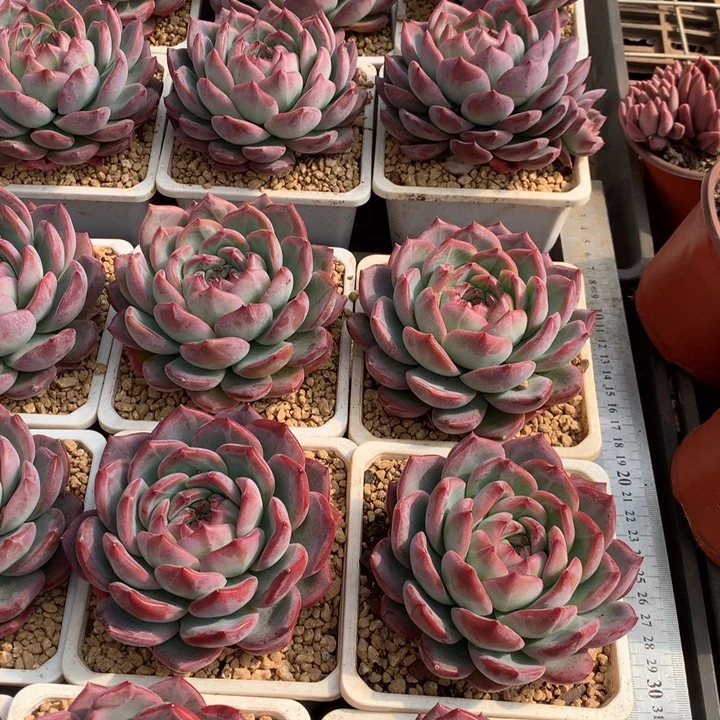 红鸾多肉植物12.88两单包邮