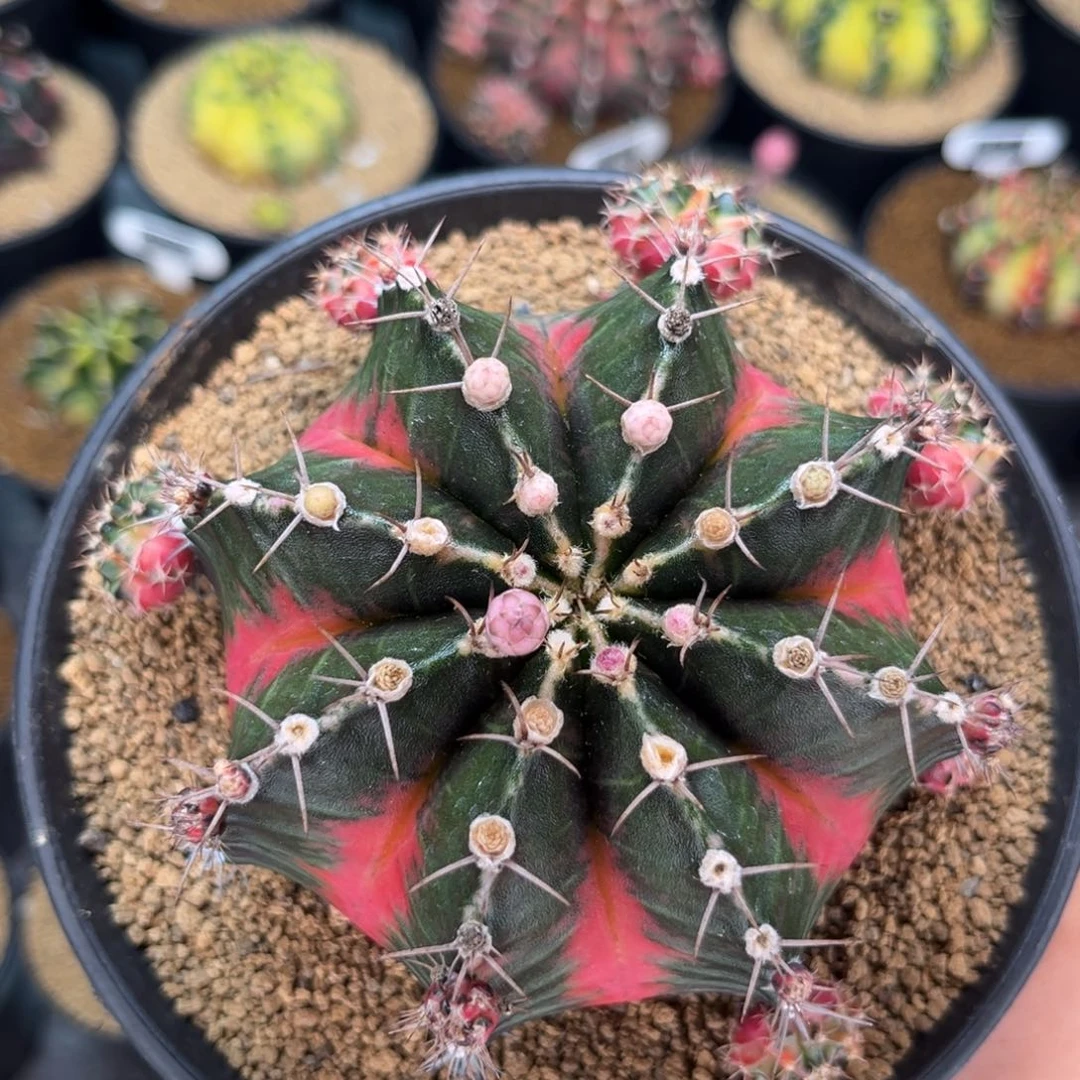 侧芽可出188 米哈