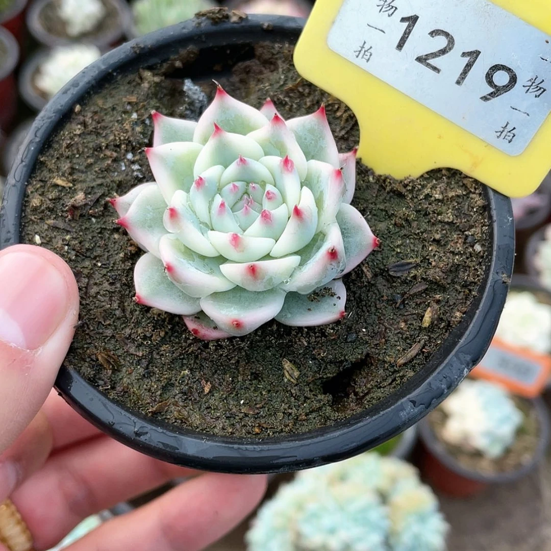 【闪购商品】1219号