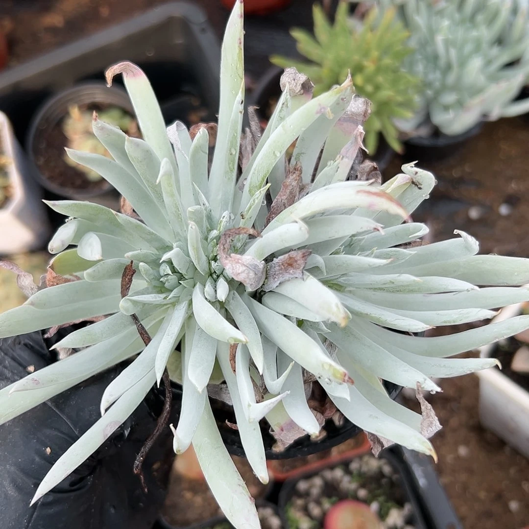 努比吉娜杜呃呃呃呃呃呃呃