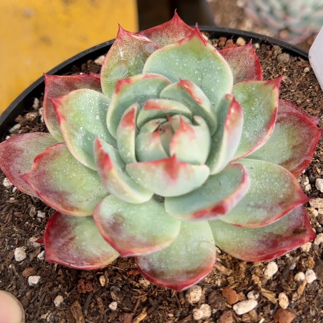 惊鸿一物一拍包装收缩花旱399