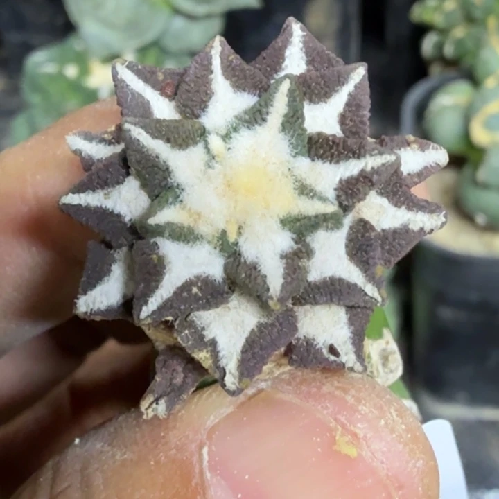 才***眼无花朵苗接黑牡丹879