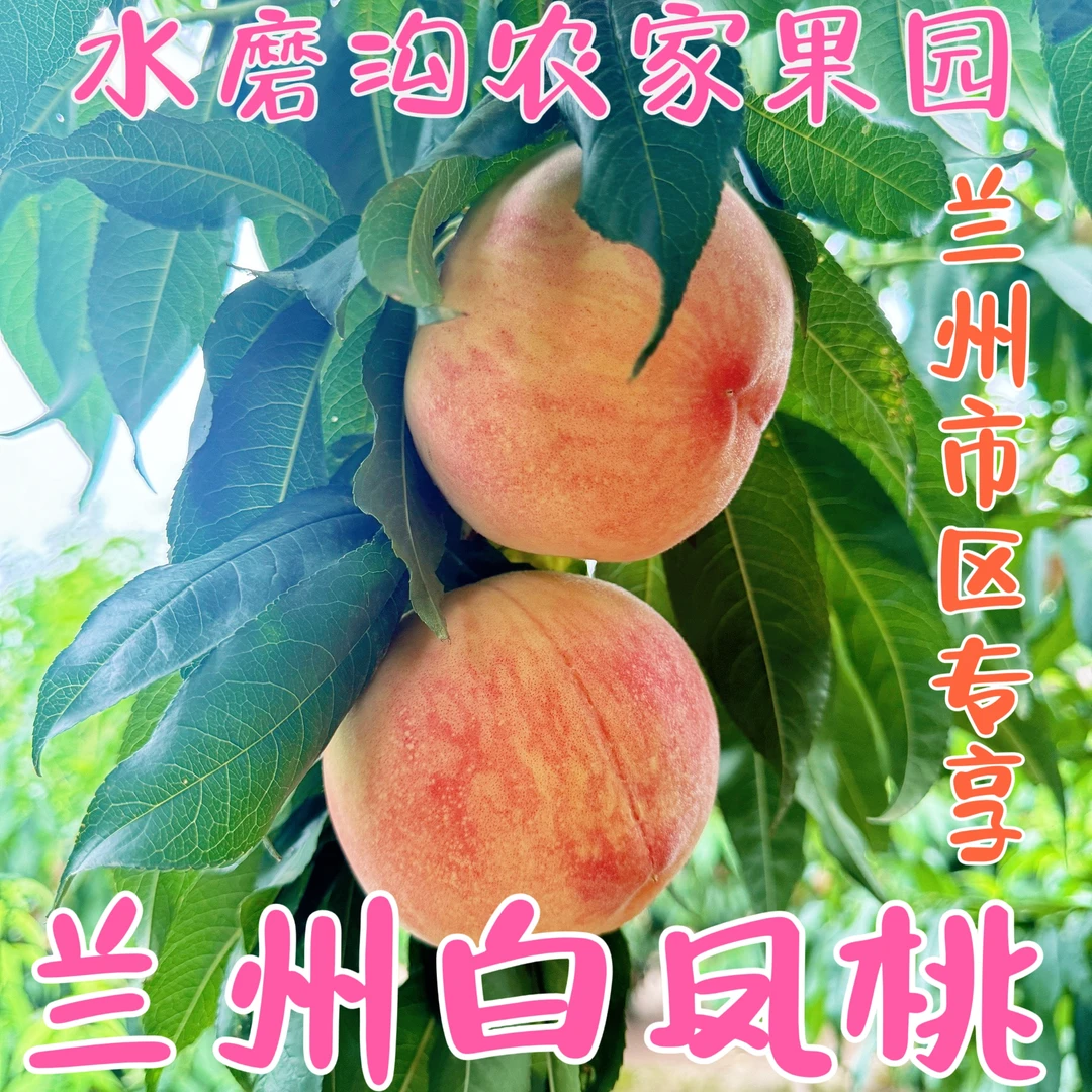 【兰州市专拍】甘肃兰州正宗白凤桃水磨沟产地直发新鲜桃子鲜甜多汁