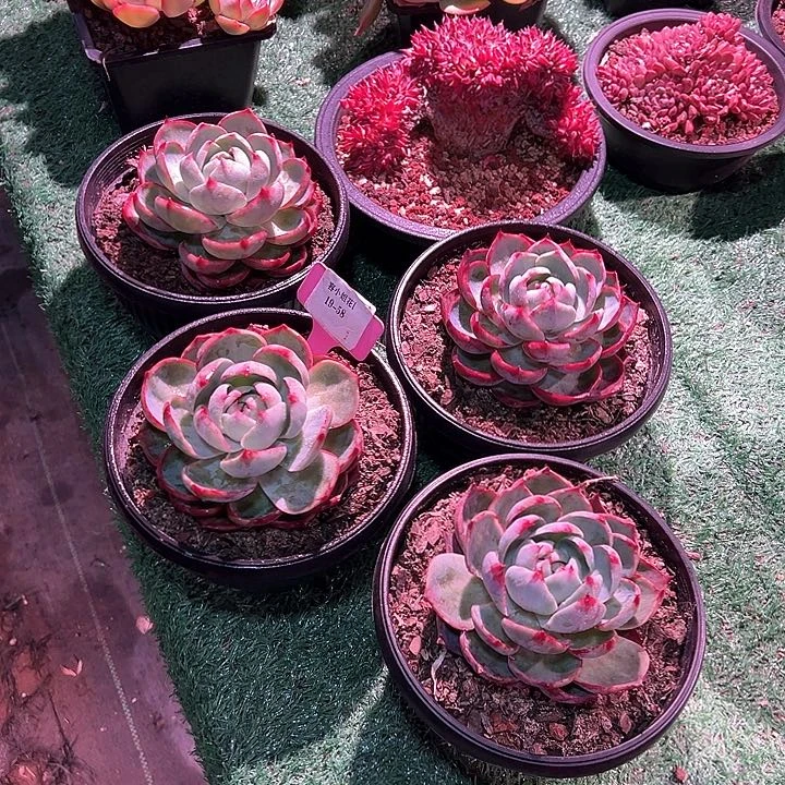 19.58惊鸿一个脱土