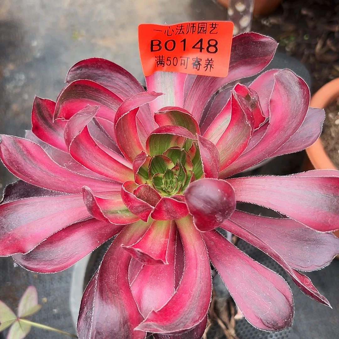 火凤多肉植物0148