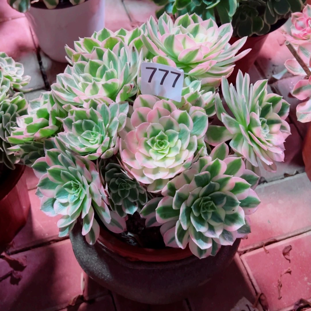 777海仙法师多肉植物