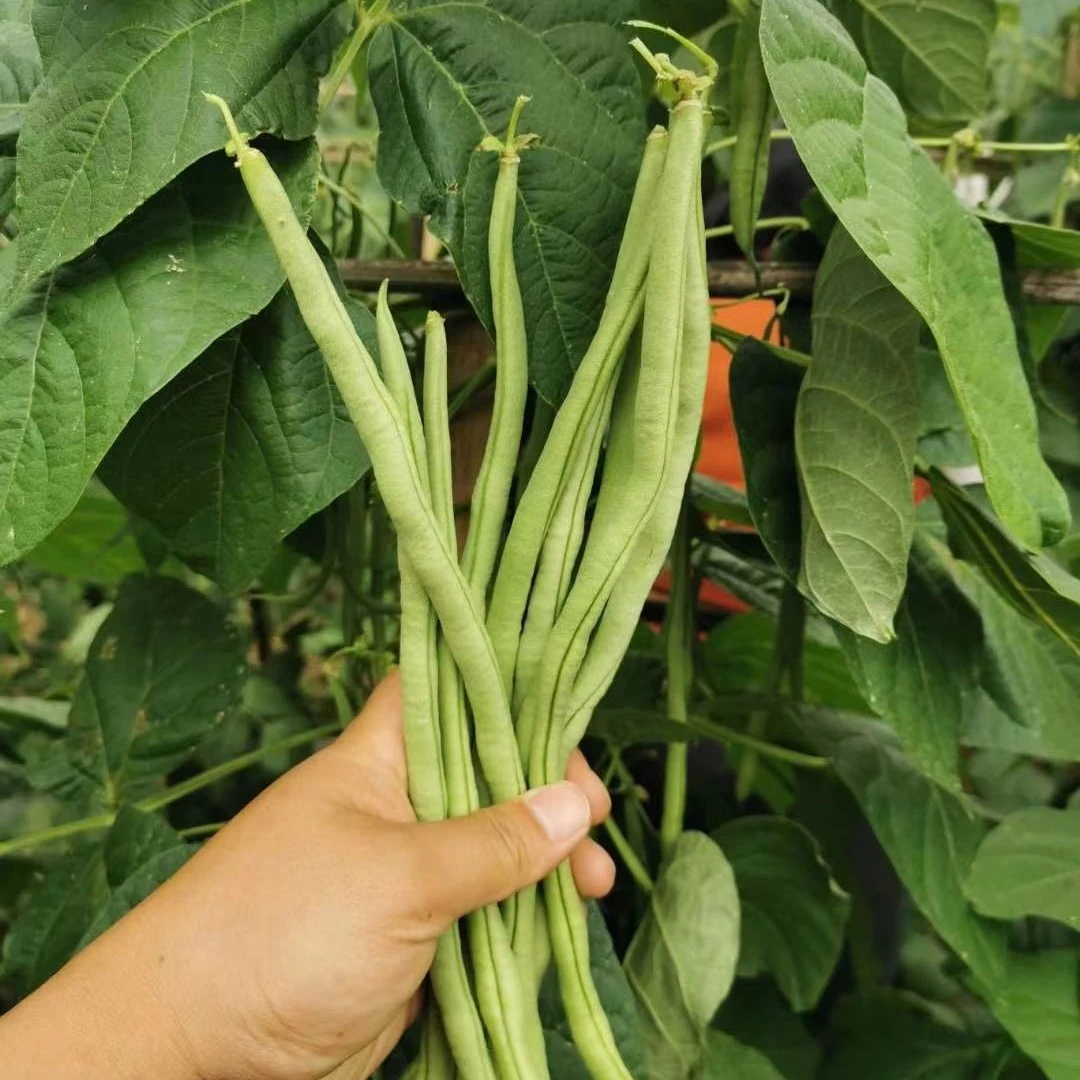 大连神农谷绿色豆王豆角净重3斤京东送货上门