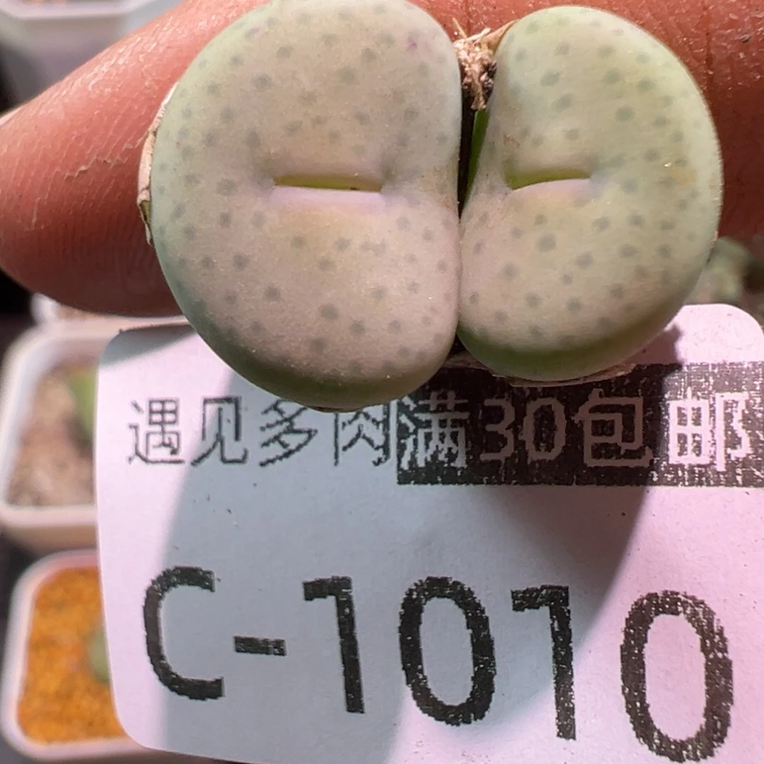 多肉植物1111111111111