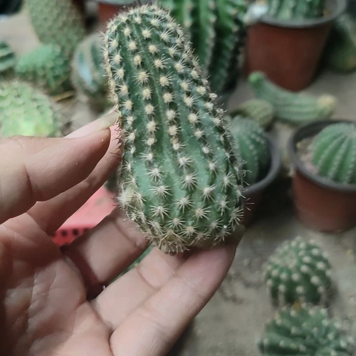 仙人球鲜红虾侧芽