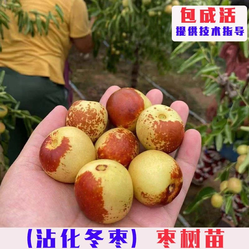 嫁接沾化冬枣树苗特大脆甜冬枣树活苗南方北方庭院盆栽地栽枣子树